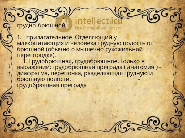грудно-брюшной