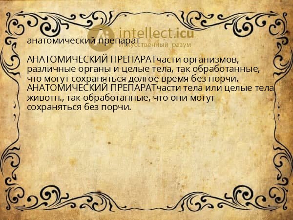 анатомический препарат