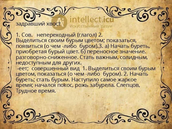 задравший хвост