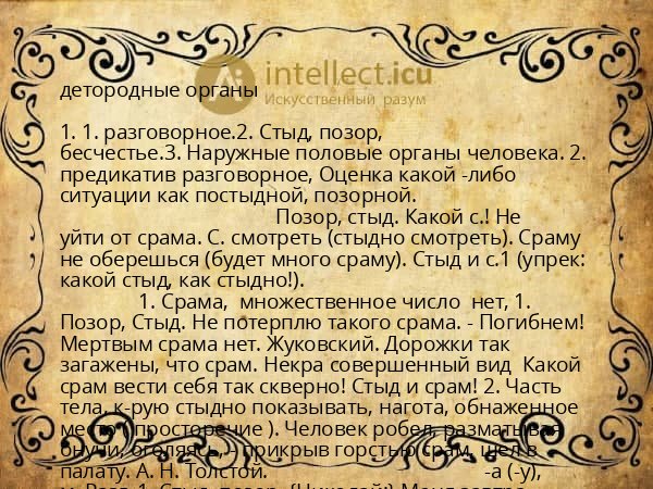 детородные органы