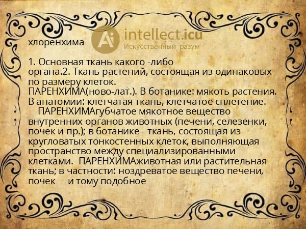 хлоренхима