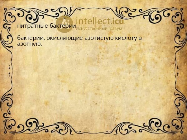нитратные бактерии