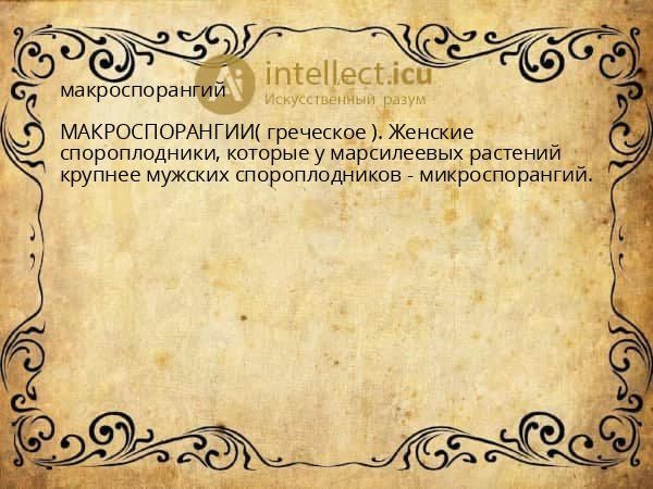 макроспорангий