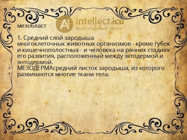 мезобласт