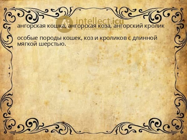 ангорская кошка, ангорская коза, ангорский кролик
