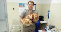 Ветеринарный врач - профессия, преимущества и недостатки, зарплаты