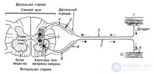 Безусловные рефлексы