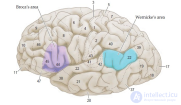 Структура языка и строение мозга