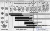 Тема 5 Развитие в пренатальном возрасте