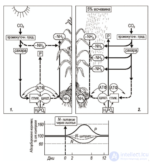 СВЯЗЬ МЕЖДУ УГЛЕРОДНЫМ (ВОЗДУШНЫМ) И МИНЕРАЛЬНЫМ (КОРНЕВЫМ) ПИТАНИЕМ РАСТЕНИЙ