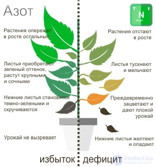 МАКРОЭЛЕМЕНТ - АЗОТ - ЕГО ЗНАЧЕНИЕ   В ПИТАНИИ РАСТЕНИИ