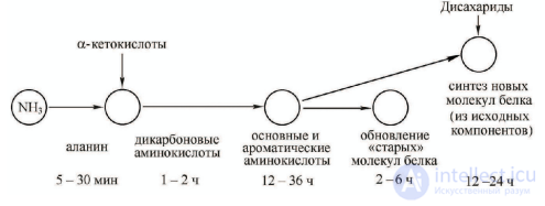 МАКРОЭЛЕМЕНТ - АЗОТ - ЕГО ЗНАЧЕНИЕ   В ПИТАНИИ РАСТЕНИИ