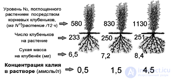 МАКРОЭЛЕМЕНТ - КАЛИЙ- ЕГО ЗНАЧЕНИЕ В ПИТАНИИ РАСТЕНИИ