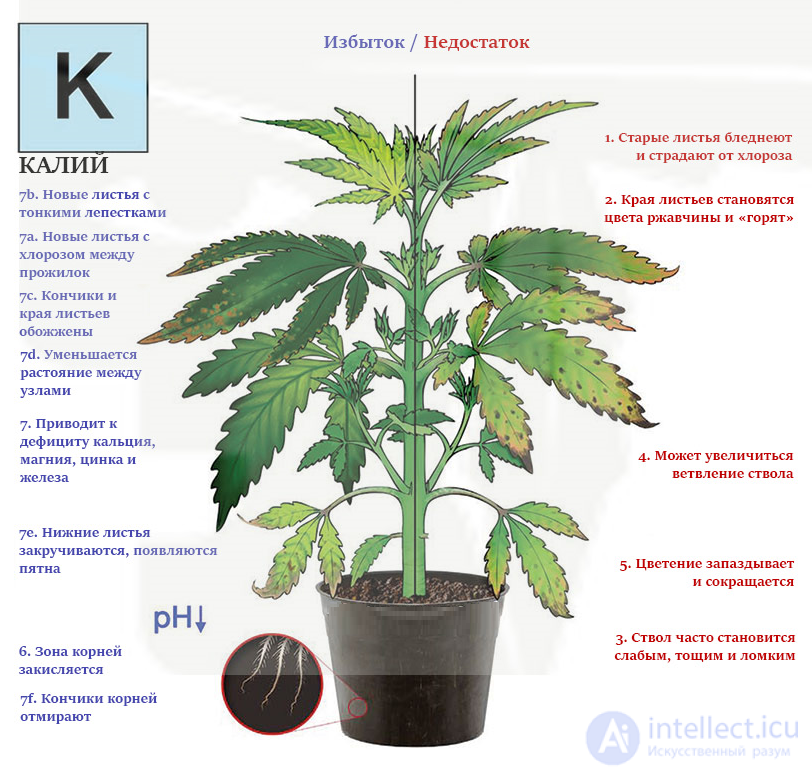 МАКРОЭЛЕМЕНТ - КАЛИЙ- ЕГО ЗНАЧЕНИЕ В ПИТАНИИ РАСТЕНИИ