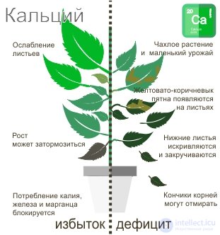 МАКРОЭЛЕМЕНТ - КАЛЬЦИЙ - ЕГО ЗНАЧЕНИЕ В ПИТАНИИ РАСТЕНИИ