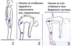 Поза виды, примеры, применение