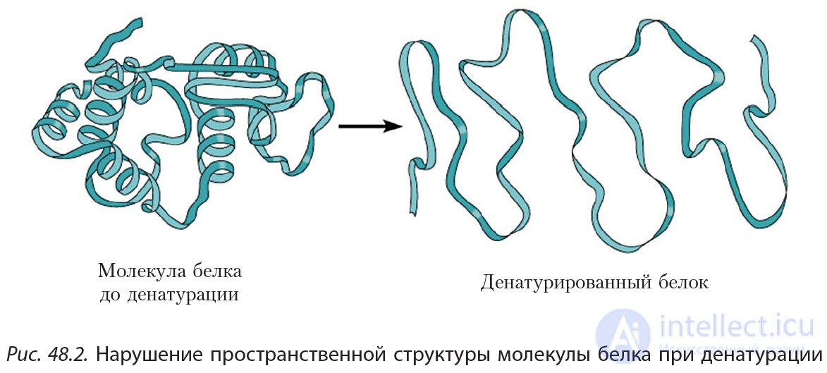 4.48 Белки Свойства белков