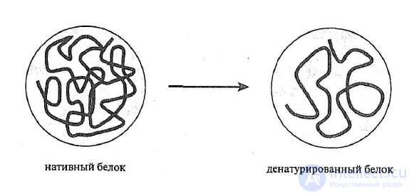 2 Аминокислоты и белки