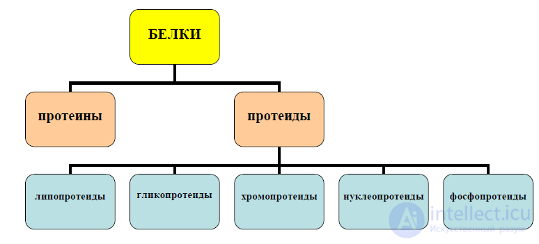 2 Аминокислоты и белки