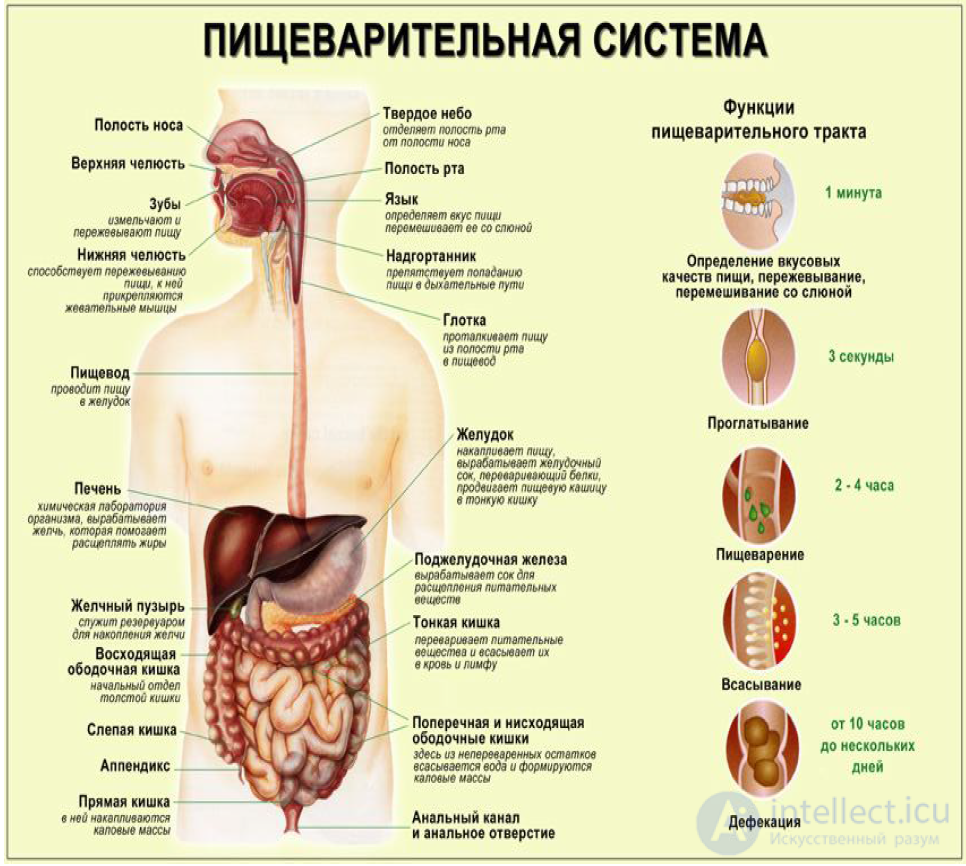 10 Биохимия пищеварения
