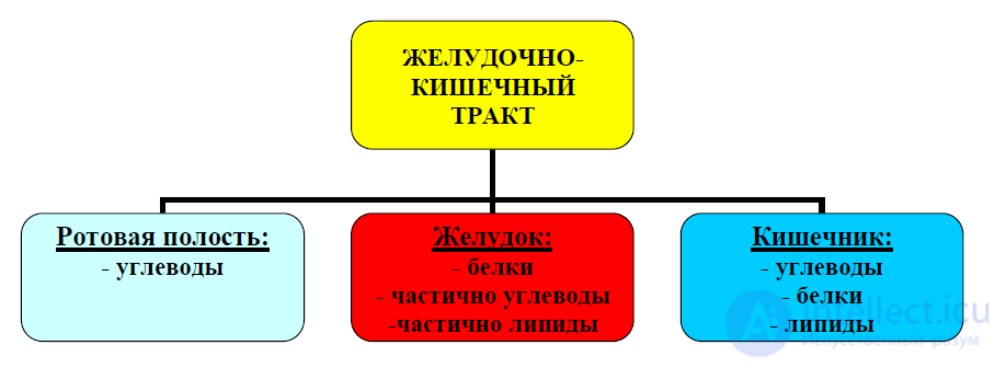 10 Биохимия пищеварения
