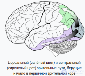 Модуль 1. Основы освещения и цвета, физика света и психология цвета, типы, особенности источников света