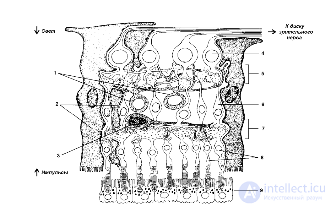 2 СПЕЦИФИКА И УСЛОВИЯ ЛЁТНОЙ ДЕЯТЕЛЬНОСТИ 2.1. РОЛЬ АНАЛИЗАТОРНЫХ СИСТЕМ В ПРОЦЕССЕ ПИЛОТИРОВАНИЯ