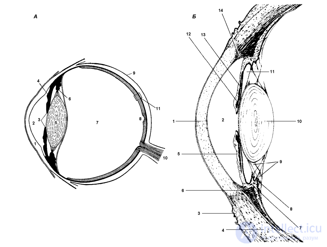 2 СПЕЦИФИКА И УСЛОВИЯ ЛЁТНОЙ ДЕЯТЕЛЬНОСТИ 2.1. РОЛЬ АНАЛИЗАТОРНЫХ СИСТЕМ В ПРОЦЕССЕ ПИЛОТИРОВАНИЯ