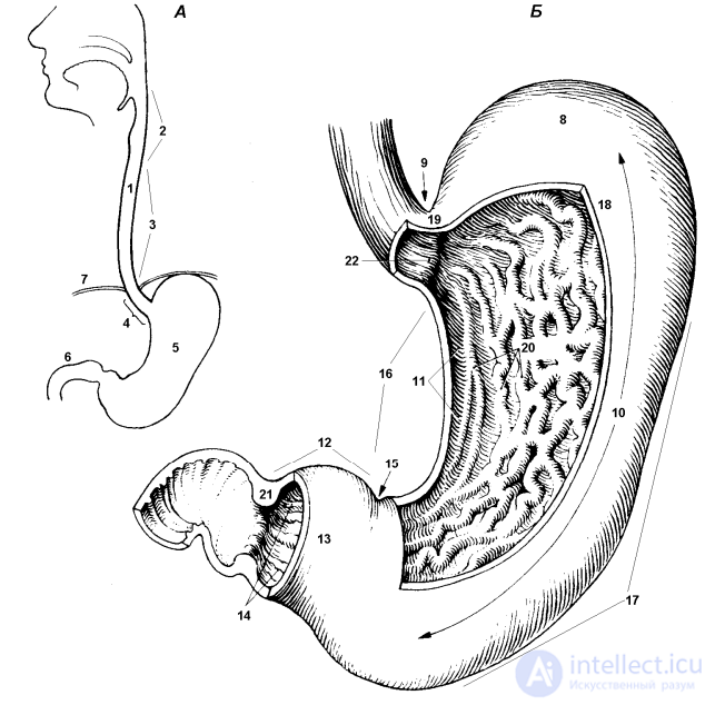 9.2. ФЕНОМЕНОЛОГИЯ НЕВРОЗОВ: МЕХАНИЗМЫ ВОЗНИКНОВЕНИЯ, ФОРМЫ И ЛЕЧЕНИЕ у авиаспециалистов