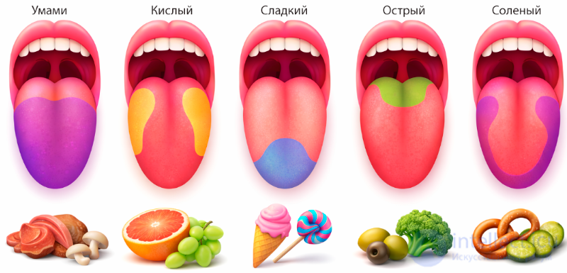 Вкусовые добавки ( приправы, пряности, специи) в пищевой химии, усиление и ослабление вкуса пищи