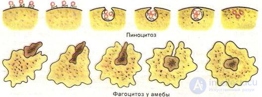2.1.+ ПОСТУПЛЕНИЕ, ПРЕВРАЩЕНИЕ И ВЫДЕЛЕНИЕ ВРЕДНЫХ ВЕЩЕСТВ В БИОЛОГИЧЕСКОМ ОРГАНИЗМЕ