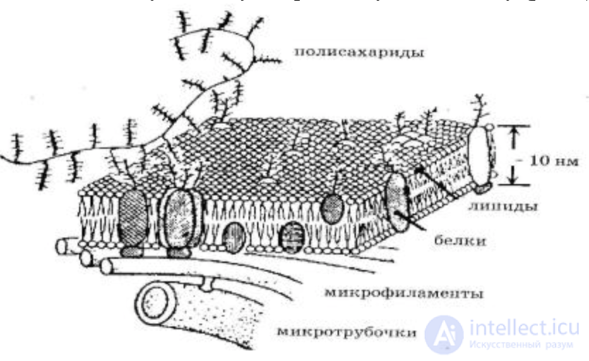 2.1.+ ПОСТУПЛЕНИЕ, ПРЕВРАЩЕНИЕ И ВЫДЕЛЕНИЕ ВРЕДНЫХ ВЕЩЕСТВ В БИОЛОГИЧЕСКОМ ОРГАНИЗМЕ