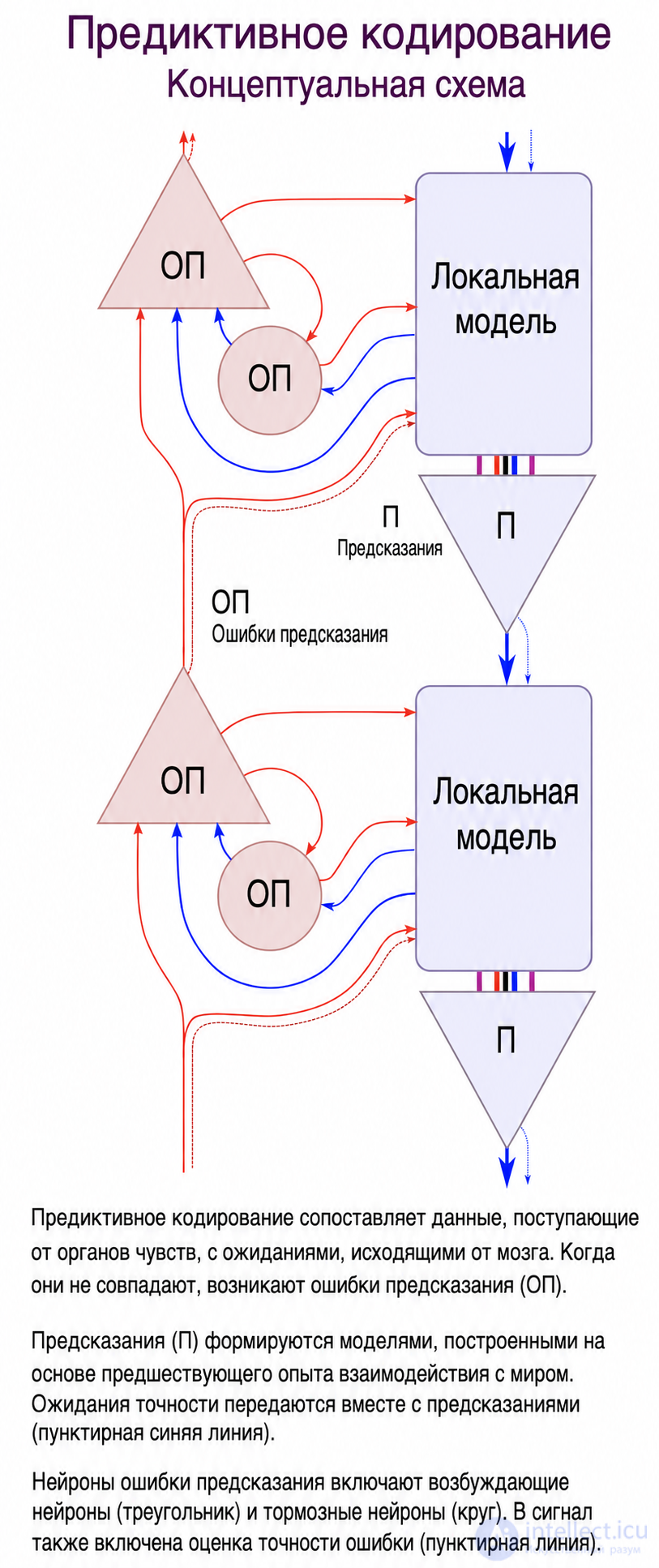 Теория предиктивного мозга (Прогнозирующее кодирование)