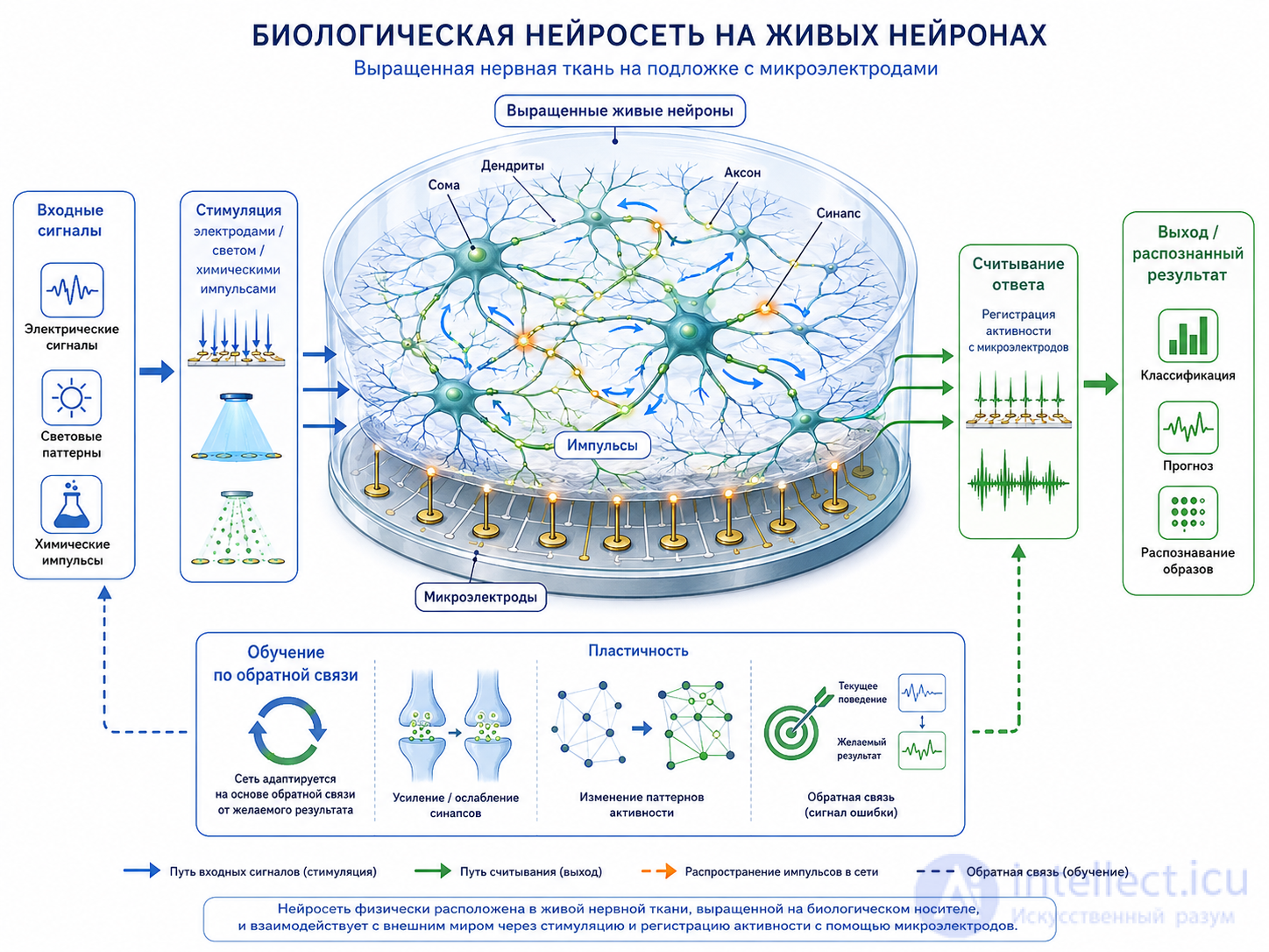 Физические носители искусственных нейронных сеть