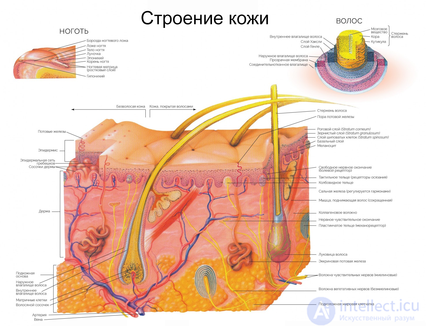 Возрастные особенности кожи и ее гигиена