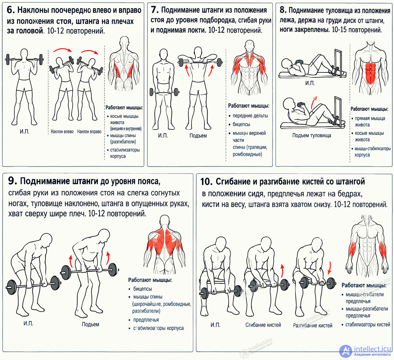 Методика работы и упражнения со штангой