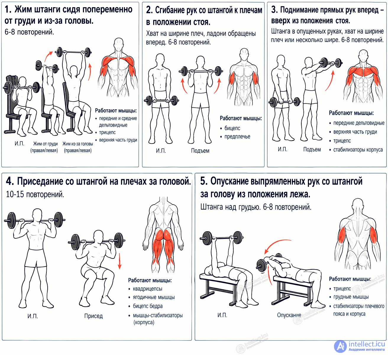 Методика работы и упражнения со штангой