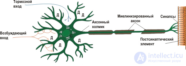 Моделируем электрическую активность нейронов