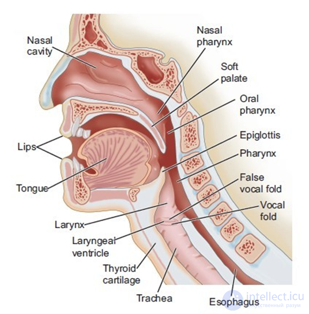 Речевой аппарат
