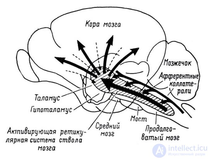 Общее представление о мозге