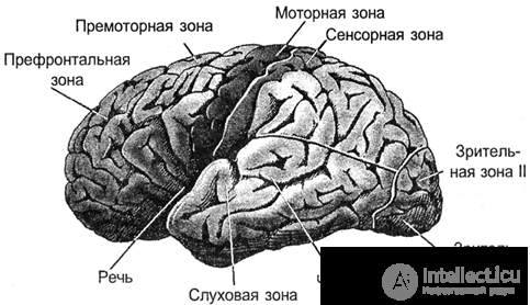 Общее представление о мозге