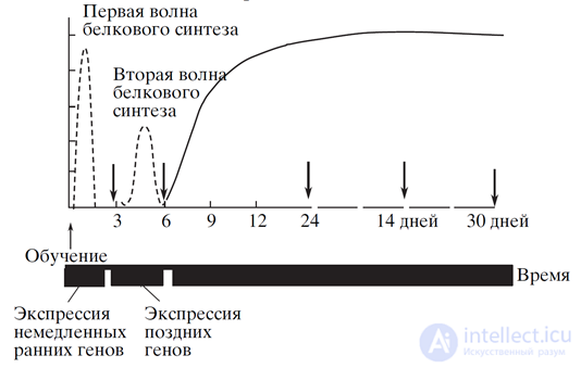 Консолидация памяти