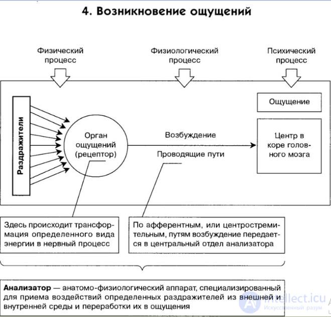 Ощущения, классификация, возникновение свойства