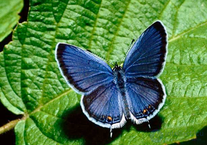 Красота бабочки