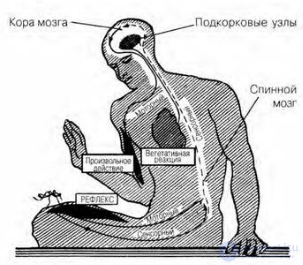 5. Психологическая теория деятельности, активность и реактивность