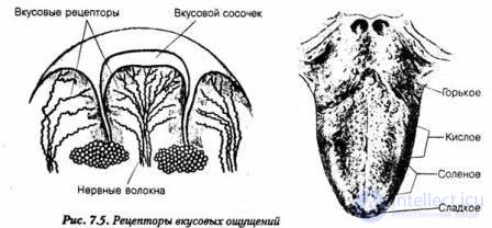 7.Ощущение - как психический процесс, виды, развитие и патология