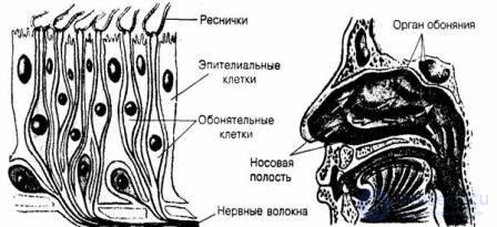 7.Ощущение - как психический процесс, виды, развитие и патология