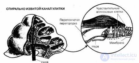 7.Ощущение - как психический процесс, виды, развитие и патология