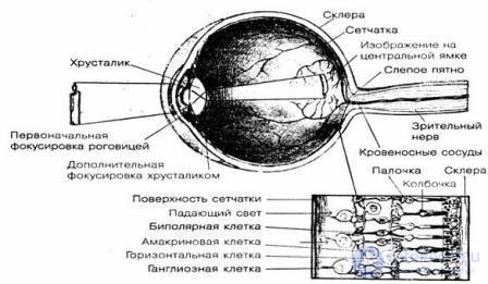 7.Ощущение - как психический процесс, виды, развитие и патология