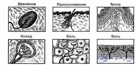 7.Ощущение - как психический процесс, виды, развитие и патология